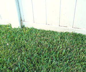 Grass Seed Mat a 1.500 CZK